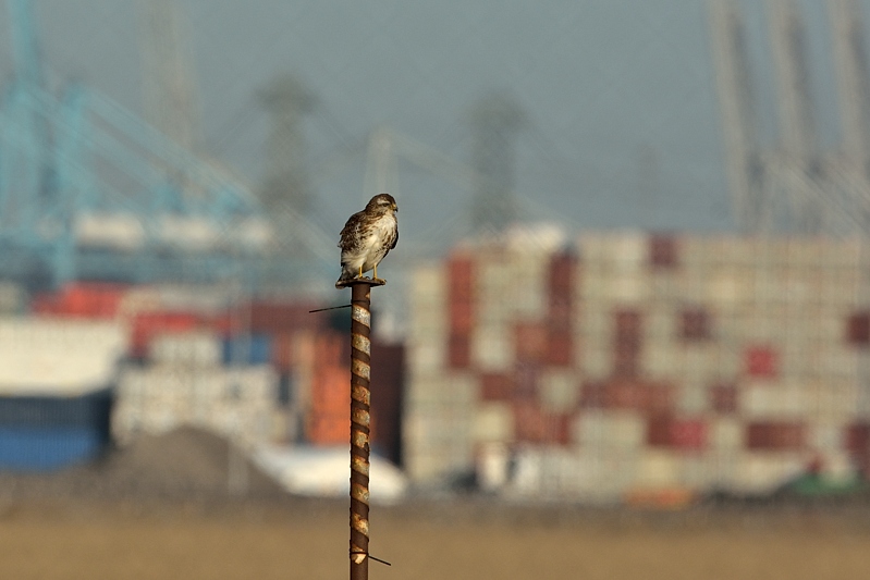 Buizerd